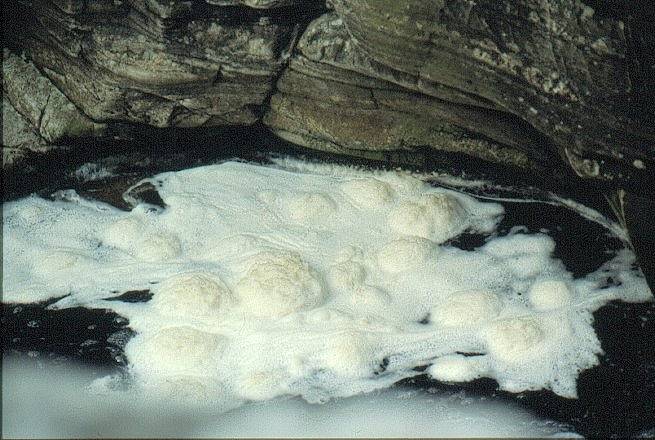 Algenschaum2